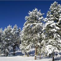 Snow Scene In South Dakota