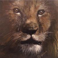 African Lion