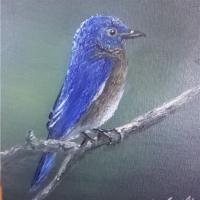 Mountain Bluejay