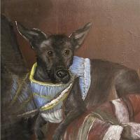 Mojo The Mexican Hairless