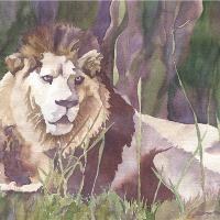 Big Cat Rescue Lion