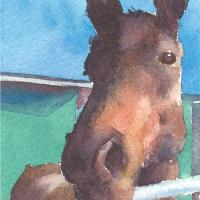 Horse