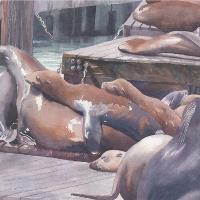 Sea Lions On San Francisco Docks