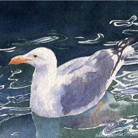 Seagull Floating