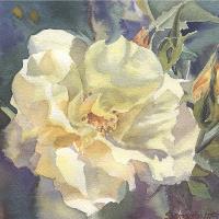 Yellow Rose Buds