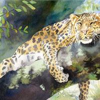 Big Cat Rescue Leopard