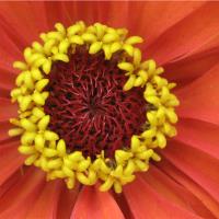Orange Crown