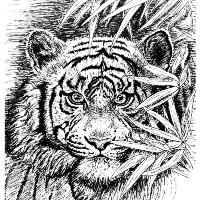 Tiger - King Of The Jungle