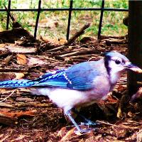 The Blue Jay