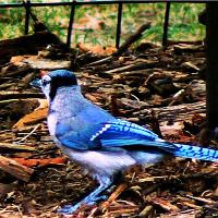 The blue jay