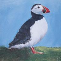 Newfoundland Puffin