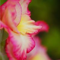 Gladioli Flower Elegant Side Profile