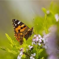 Butterfly On A Diosma Flower
