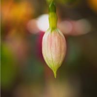 Fuchsia Flower In Bud