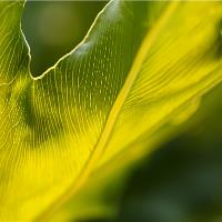Monstera Deliciosa Leaf