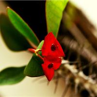 Flower Shapes II