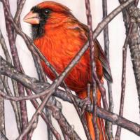 Red Cardinal