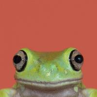 Natural Selection. Tree Frog.