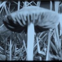 Moonlight Mushroom