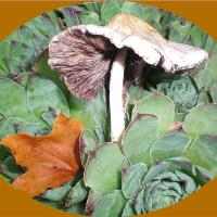 Big Hat Shroom N Little Maple Leaf