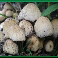 Fungi Family