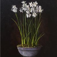 Paperwhites