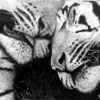 The Two Tigers