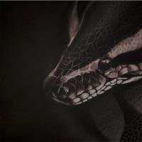 Python In The Dark