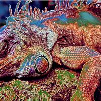Iguana Sleep