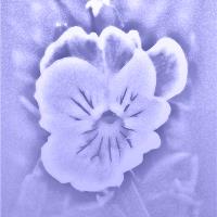 Artistic Pansy