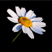 Black And White Daisy