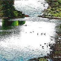River Duck