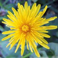 My Dandilion