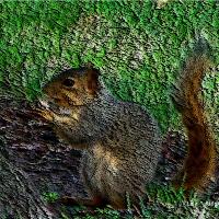 My Squirrel