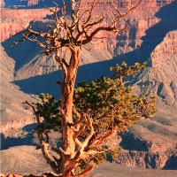 Weathered Juniper Tree On The Canyon Rim Photograph Grand Canyon National Park Arizona By Roupen Baker