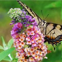 Butterflies Are Free