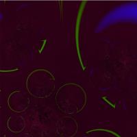 Blue And Green Arcs On A Red Ground