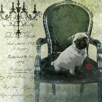 Mops