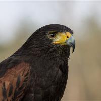 Portrait Of A Predator