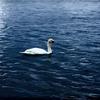 Swan Lake