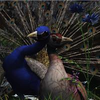 Peacocks