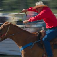 Rodeo