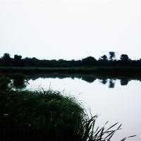 Swamp