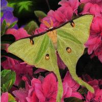 Luna Moth Among Pink Azaelias