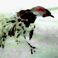 Korean Bird