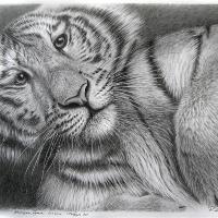 Junior