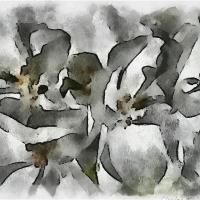 White Geraniums