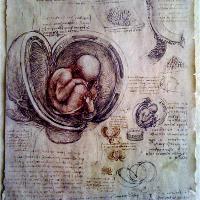 Leonardo Da Vinci - Fetus