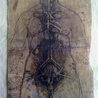 Leonardo Da Vinci - Internal Organs 1