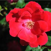 Red Beauty